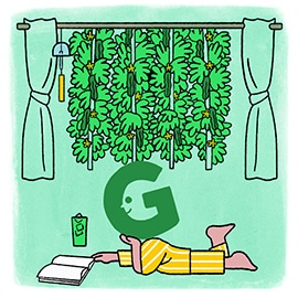 在夏天的酷暑准备，绿色的窗帘的播种！